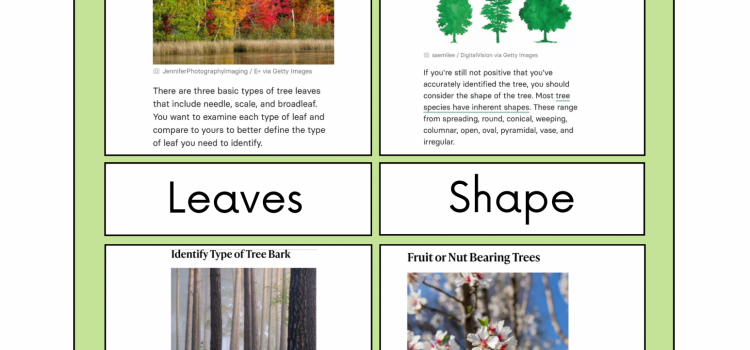 Weekly Summary: Autumn Tree study – Quarks – Nature Study